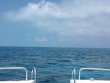 Thursday April 27th 2017 Tropical Explorer: Molasses Reef reef report photo 1