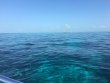 Saturday May 27th 2017 Tropical Explorer: North Star reef report photo 1