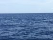 Sunday September 3rd 2017 Tropical Explorer: USCGC Bibb reef report photo 1
