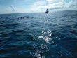 Sunday June 3rd 2018 Tropical Explorer: Benwood Wreck reef report photo 1