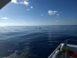 Saturday October 20th 2018 Tropical Explorer: Spiegel Grove reef report photo 1