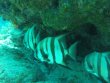 Wednesday February 6th 2019 Tropical Explorer: Molasses Deep reef report photo 1