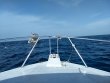 Saturday July 11th 2020 Tropical Explorer: Drift Molasses reef report photo 1