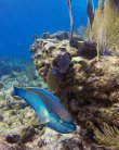 Sunday March 20th 2016 Tropical Legend: Molasses Reef reef report photo 1