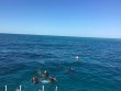 Sunday February 5th 2017 Tropical Legend: Benwood Wreck reef report photo 1