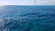 Saturday November 4th 2017 Tropical Legend: Pickle Barrel Wreck reef report photo 1