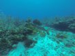 Saturday November 11th 2017 Tropical Legend: Molasses Reef reef report photo 1