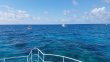 Wednesday April 4th 2018 Tropical Legend: North Star reef report photo 1