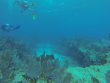 Sunday September 16th 2018 Tropical Legend: Pickle Barrel Wreck reef report photo 1