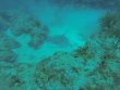Sunday September 23rd 2018 Tropical Legend: Benwood Wreck reef report photo 1