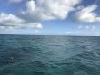 Friday November 2nd 2018 Tropical Legend: Pickle Barrel Wreck reef report photo 1