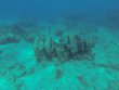 Monday April 29th 2019 Tropical Legend: Molasses Reef reef report photo 1