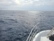 Wednesday February 17th 2021 Tropical Odyssey: USCGC Bibb reef report photo 1