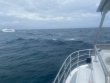 Thursday November 11th 2021 Tropical Odyssey: Permit Ledges reef report photo 1