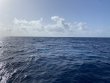 Tuesday July 19th 2022 Tropical Odyssey: Spiegel Grove reef report photo 1