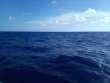 Thursday July 21st 2022 Tropical Odyssey: Spiegel Grove reef report photo 1
