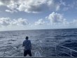 Thursday July 28th 2022 Tropical Odyssey: Spiegel Grove reef report photo 1