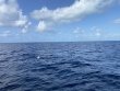 Thursday July 28th 2022 Tropical Odyssey: Spiegel Grove reef report photo 2