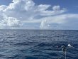 Saturday July 15th 2023 Tropical Odyssey: Spiegel Grove reef report photo 1