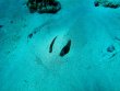 Monday November 9th 2015 Tropical Odyssey: Eagle Ray Alley reef report photo 1