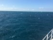 Monday November 23rd 2015 Tropical Odyssey: Benwood Wreck reef report photo 1