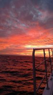 Saturday March 5th 2016 Tropical Odyssey: Snapper Ledge reef report photo 1