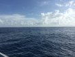 Wednesday July 13th 2016 Tropical Odyssey: USCGC Duane reef report photo 2