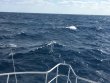 Friday November 18th 2016 Tropical Odyssey: Spiegel Grove reef report photo 1