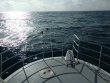 Tuesday January 3rd 2017 Tropical Odyssey: Spiegel Grove reef report photo 1