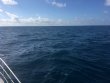 Tuesday February 7th 2017 Tropical Odyssey: Spiegel Grove reef report photo 1