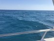 Wednesday February 15th 2017 Tropical Odyssey: Benwood Wreck reef report photo 1