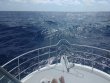 Monday August 7th 2017 Tropical Odyssey: USCGC Duane reef report photo 1
