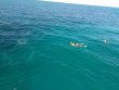 Sunday November 19th 2017 Tropical Odyssey: The Horseshoe reef report photo 1
