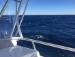 Wednesday December 13th 2017 Tropical Odyssey: USCGC Bibb reef report photo 1