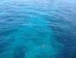 Saturday July 19th 2014 Tropical Odyssey: Molasses Reef reef report photo 2