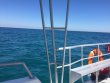 Thursday March 22nd 2018 Tropical Odyssey: French Reef reef report photo 1