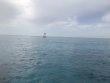 Saturday June 16th 2018 Tropical Odyssey: Molasses Reef reef report photo 1