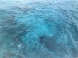 Saturday June 16th 2018 Tropical Odyssey: Molasses Reef reef report photo 2
