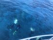 Saturday June 30th 2018 Tropical Odyssey: Eagle Ray Alley reef report photo 2
