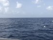 Friday July 6th 2018 Tropical Odyssey: USCGC Duane reef report photo 1
