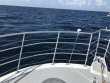 Saturday July 21st 2018 Tropical Odyssey: Spiegel Grove reef report photo 1