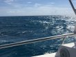 Friday August 3rd 2018 Tropical Odyssey: Drift Molasses reef report photo 1
