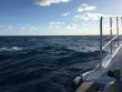 Thursday November 1st 2018 Tropical Odyssey: Spiegel Grove reef report photo 1