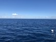 Saturday November 10th 2018 Tropical Odyssey: Spiegel Grove reef report photo 1