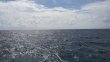 Friday September 26th 2014 Tropical Odyssey: North Star reef report photo 1