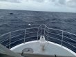 Friday June 19th 2020 Tropical Odyssey: Spiegel Grove reef report photo 1