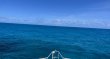 Sunday July 3rd 2022 Tropical Serenity: Double North reef report photo 1