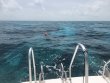 Saturday July 7th 2018 Tropical Serenity: Pickle Barrel Wreck reef report photo 1