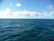 Thursday November 15th 2018 Tropical Serenity: Drift Molasses reef report photo 1