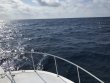 Wednesday May 29th 2019 Tropical Serenity: Spiegel Grove reef report photo 1
